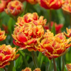 Tulip 'Gold Dust' -UK Garden Plants Shop tulip golddust 4