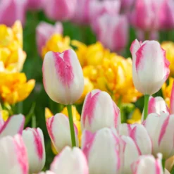 Tulip 'Graceland' -UK Garden Plants Shop tulip graceland 2 scaled