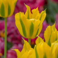 UK Garden Plants Shop -UK Garden Plants Shop tulip green mile 2 scaled