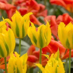 Tulip 'Green Mile' -UK Garden Plants Shop tulip green mile 5 scaled