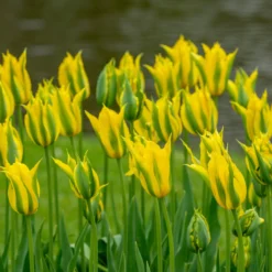Tulip 'Green Mile' -UK Garden Plants Shop tulip green mile 6 scaled