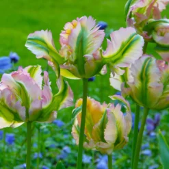 Tulip 'Green Wave' -UK Garden Plants Shop tulip green wave 1
