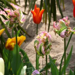 Tulip 'Green Wave' -UK Garden Plants Shop tulip green wave 1 3c4f2bb4 9cf8 4f12 8779 b547129e962c