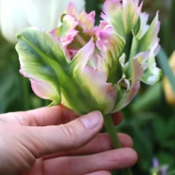 Tulip 'Green Wave' -UK Garden Plants Shop tulip green wave