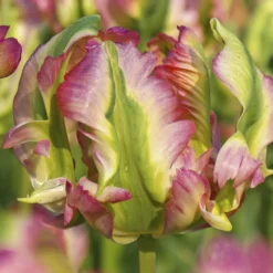 Tulip 'Green Wave' -UK Garden Plants Shop tulip green wave 2 cb305db2 e661 4fab 8aa8 00b4bb3e28a7 scaled