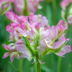 Tulip 'Green Wave' -UK Garden Plants Shop tulip green wave 3