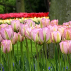 Tulip 'Greenland' -UK Garden Plants Shop tulip greenland 1 88cd3244 4e7b 4e7b 93c8 ad70ec09a497