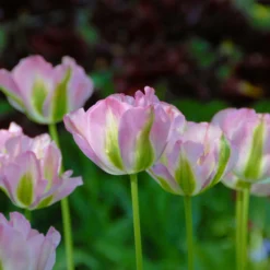 Tulip 'Greenland' -UK Garden Plants Shop tulip greenland 2