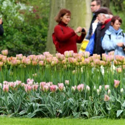 Tulip 'Greenland' -UK Garden Plants Shop tulip greenland 5