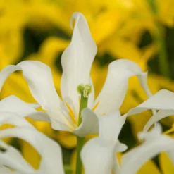 Tulip 'Healthcare' -UK Garden Plants Shop tulip healthcare 0 scaled