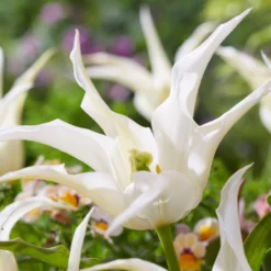 Tulip 'Healthcare' -UK Garden Plants Shop tulip healthcare 1