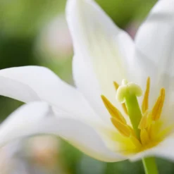 Tulip 'Healthcare' -UK Garden Plants Shop tulip healthcare 2 3e09d3f1 e7f3 484e 8ca7 91a91ac37c33