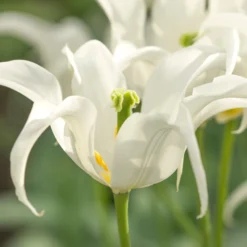 Tulip 'Healthcare' -UK Garden Plants Shop tulip healthcare 3 scaled