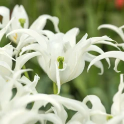 Tulip 'Healthcare' -UK Garden Plants Shop tulip healthcare 4 scaled