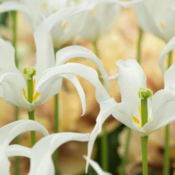 Tulip 'Healthcare' -UK Garden Plants Shop tulip healthcare 5 scaled