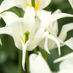 Tulip 'Healthcare' -UK Garden Plants Shop tulip healthcare 6 scaled