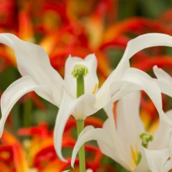 Tulip 'Healthcare' -UK Garden Plants Shop tulip healthcare 7 scaled