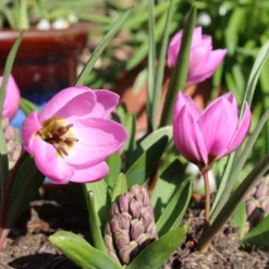 Tulip Humilis 'Helene' 11 Tulip Humilis 'Helene' -UK Garden Plants Shop tulip helen 8 scaled