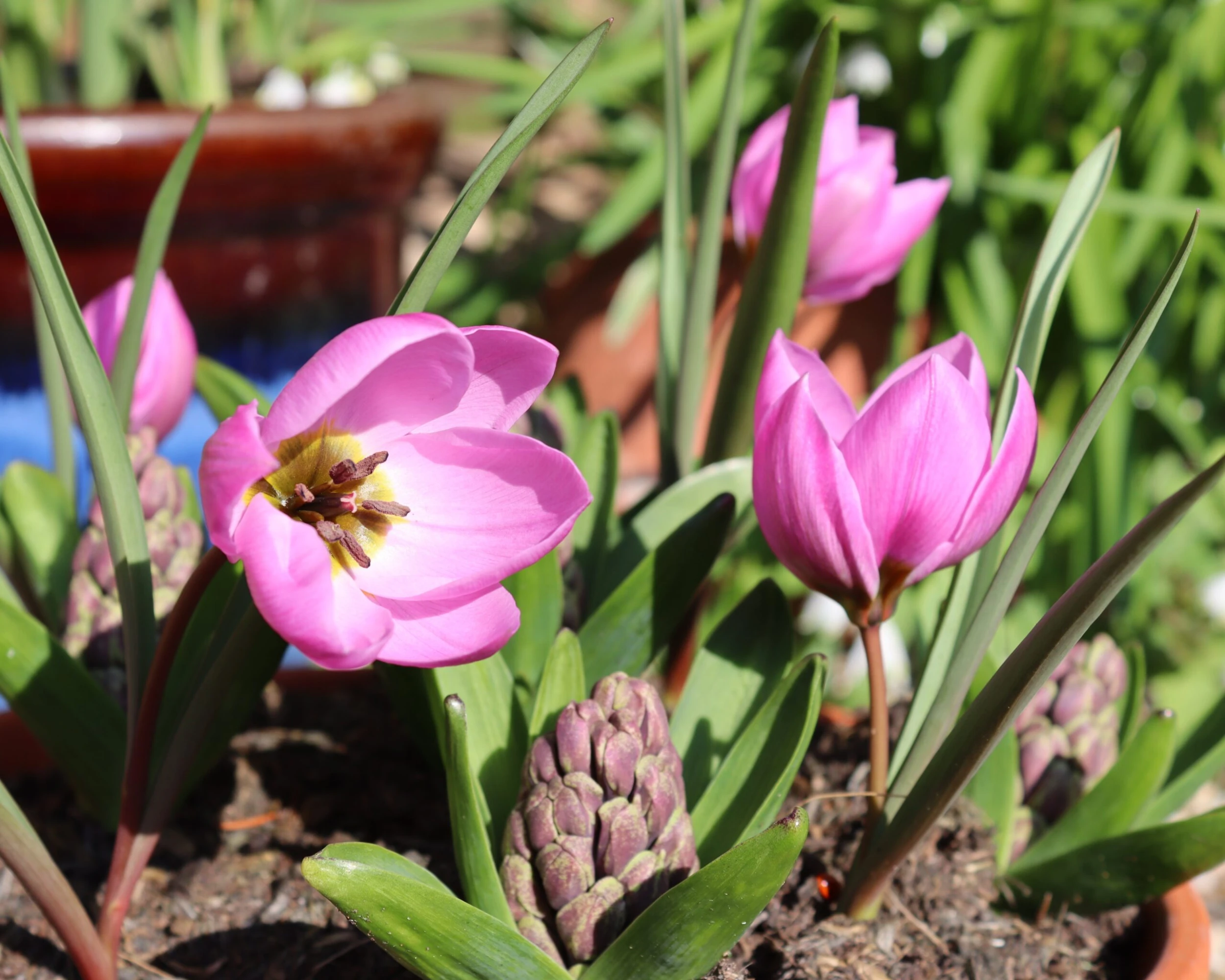 Tulip Humilis 'Helene' 3 Tulip Humilis 'Helene' - Image 2
