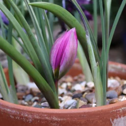 Tulip Humilis 'Helene' 12 Tulip Humilis 'Helene' -UK Garden Plants Shop tulip helen 9 scaled