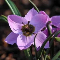 Tulip Humilis 'Helene' 17 Tulip Humilis 'Helene' -UK Garden Plants Shop tulip helene 1