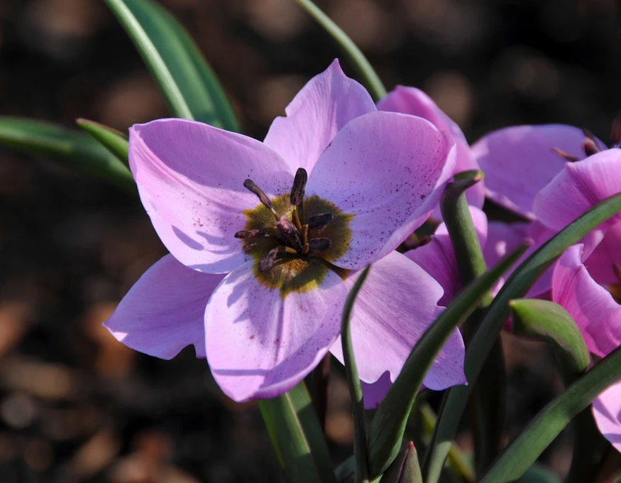Tulip Humilis 'Helene' 9 Tulip Humilis 'Helene' - Image 8
