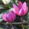 Tulip Humilis 'Helene'