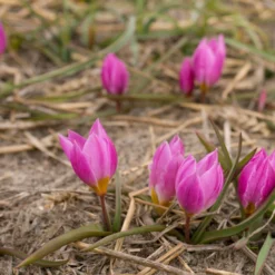 Tulip Humilis 'Helene' 13 Tulip Humilis 'Helene' -UK Garden Plants Shop tulip helene 3 scaled