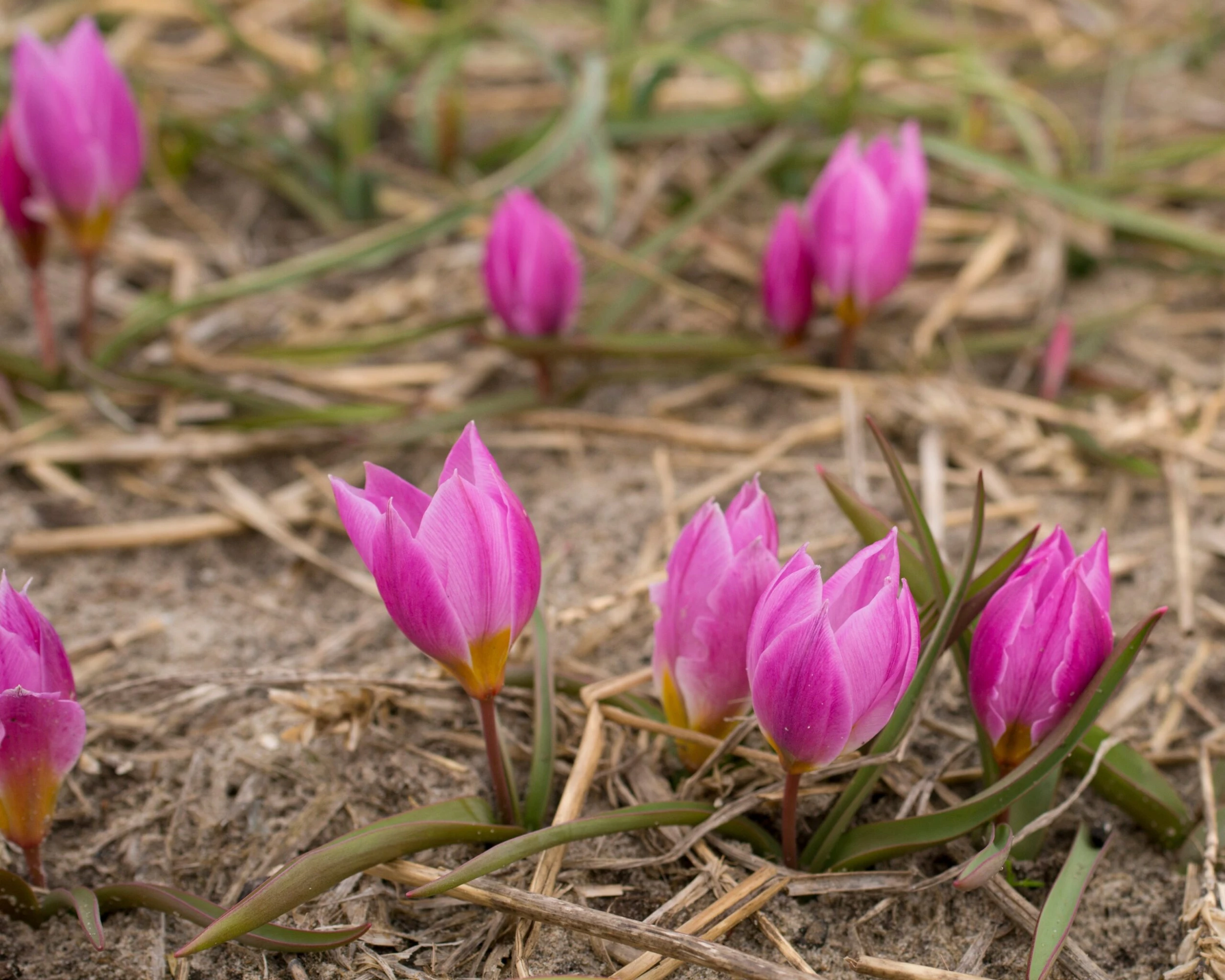 Tulip Humilis 'Helene' 5 Tulip Humilis 'Helene' - Image 4