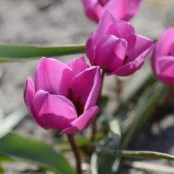 Tulip Humilis 'Helene' 15 Tulip Humilis 'Helene' -UK Garden Plants Shop tulip helene 4 scaled