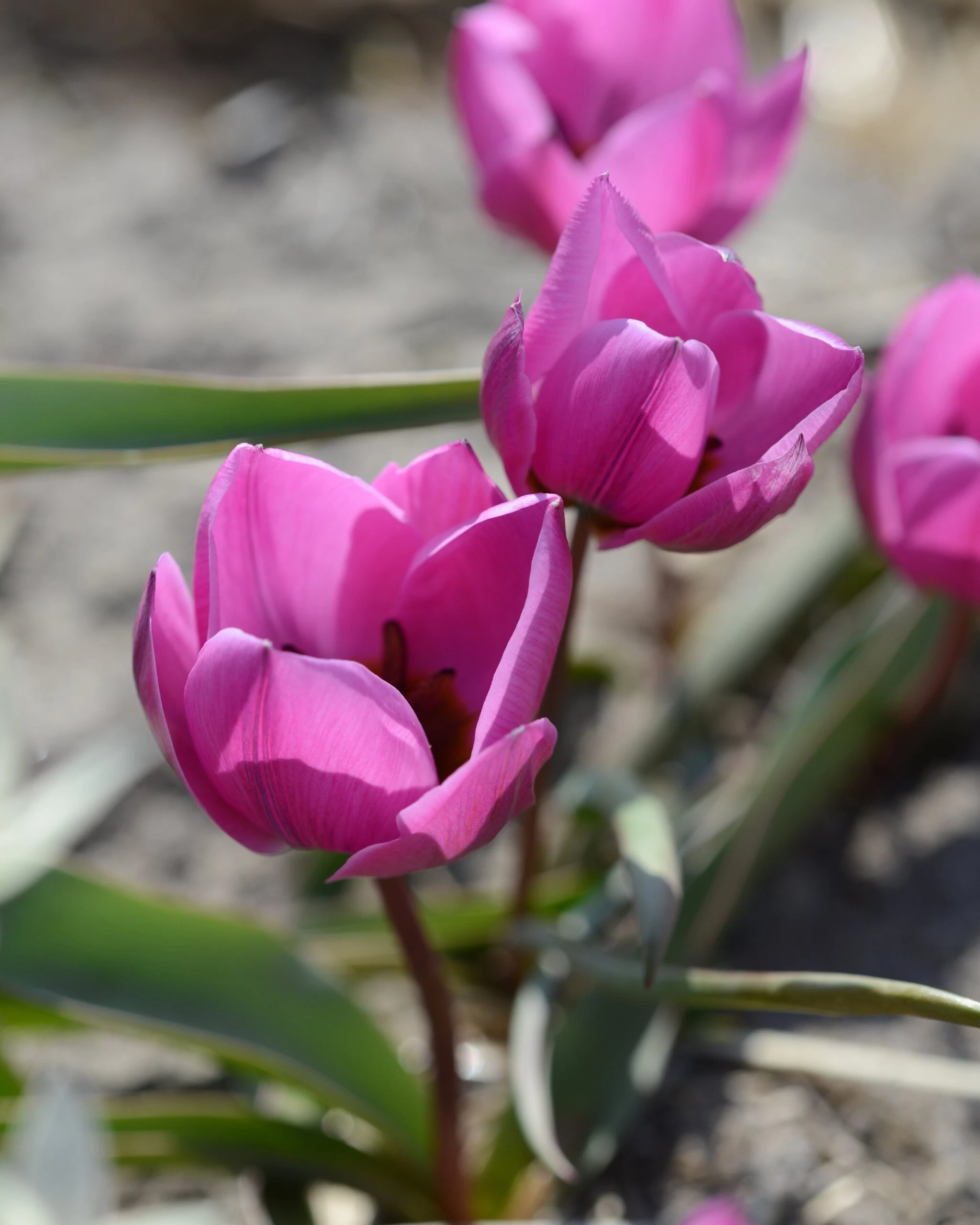 Tulip Humilis 'Helene' 7 Tulip Humilis 'Helene' - Image 6