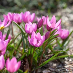 Tulip Humilis 'Helene' 14 Tulip Humilis 'Helene' -UK Garden Plants Shop tulip helene 5