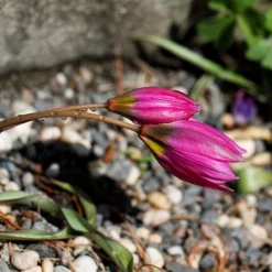 Tulip Humilis 'Helene' 18 Tulip Humilis 'Helene' -UK Garden Plants Shop tulip helene 7 scaled
