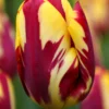 Tulip 'Helmar' -UK Garden Plants Shop tulip helmar 1