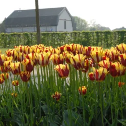Tulip 'Helmar' -UK Garden Plants Shop tulip helmar 3 scaled