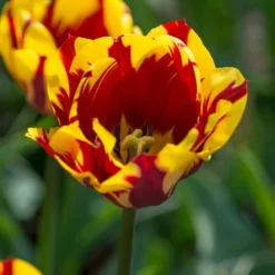 Tulip 'Helmar' -UK Garden Plants Shop tulip helmar 4 scaled