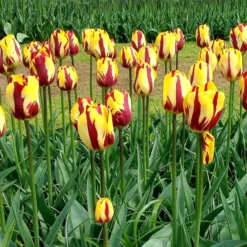 Tulip 'Helmar' -UK Garden Plants Shop tulip helmar 4 bf7e57a2 d5dd 4723 95ae 84854f5ca23d