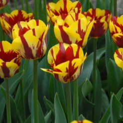 Tulip 'Helmar' -UK Garden Plants Shop tulip helmar 5 scaled