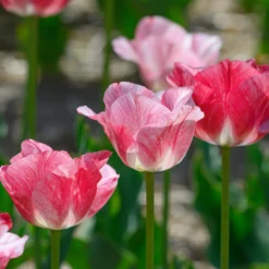 Tulip 'Hemisphere' -UK Garden Plants Shop tulip hemisphere 2 scaled