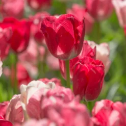 Tulip 'Hemisphere' -UK Garden Plants Shop tulip hemisphere 6 scaled