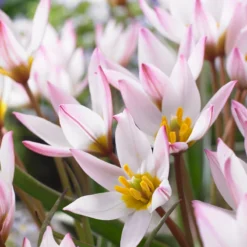 Tulip Cretica 'Hilde'