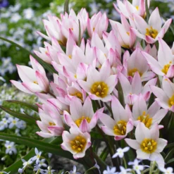 Tulip Cretica 'Hilde' -UK Garden Plants Shop tulip hilde 3