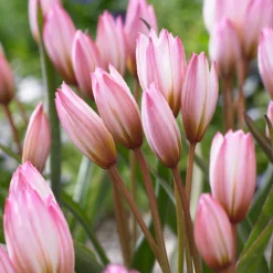 Tulip Cretica 'Hilde' -UK Garden Plants Shop tulip hilde 4