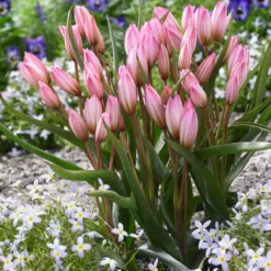 Tulip Cretica 'Hilde' -UK Garden Plants Shop tulip hilde 5