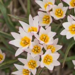 Tulip Cretica 'Hilde' -UK Garden Plants Shop tulip hilde 6 scaled