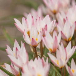 Tulip Cretica 'Hilde' -UK Garden Plants Shop tulip hilde 7 scaled