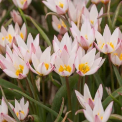 Tulip Cretica 'Hilde' -UK Garden Plants Shop tulip hilde 8 scaled