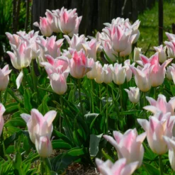 Tulip 'Holland Chic' -UK Garden Plants Shop tulip holland chic 1 scaled