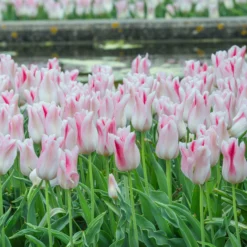 Tulip 'Holland Chic' -UK Garden Plants Shop tulip holland chic 3 scaled