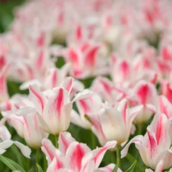 Tulip 'Holland Chic' -UK Garden Plants Shop tulip holland chic 5 scaled